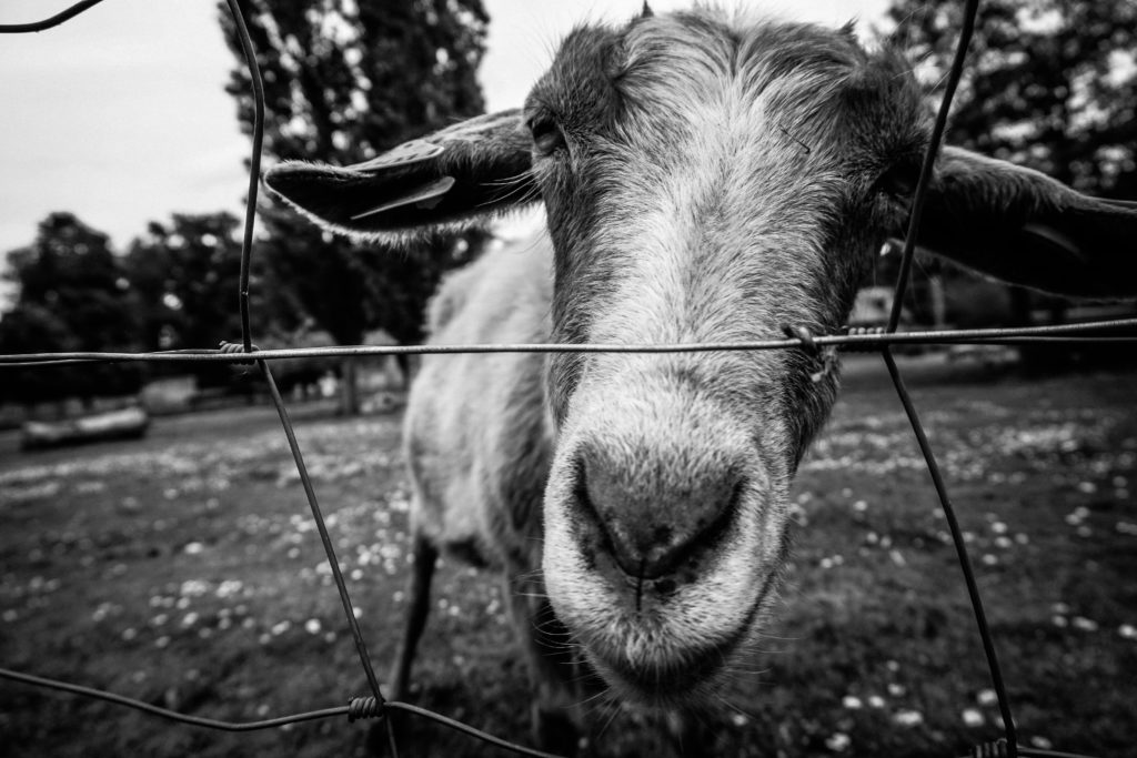 Versailles Goat
