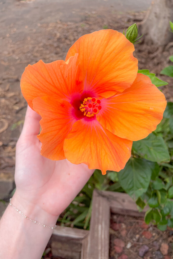 Hibiscus II
