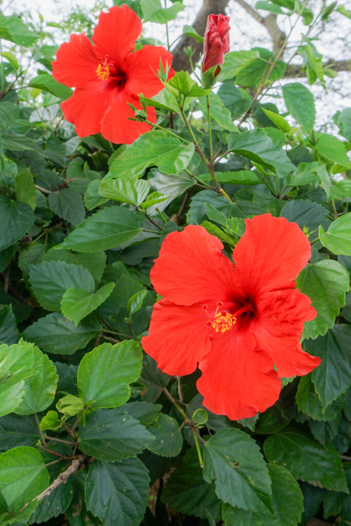Hibiscus