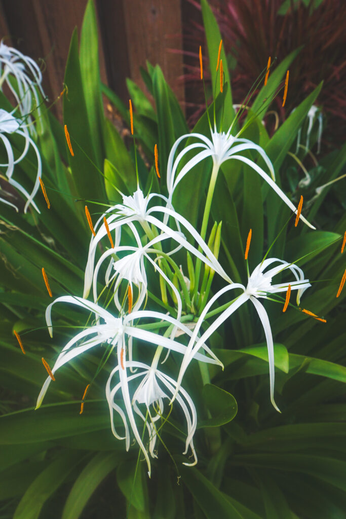 Spider Lily