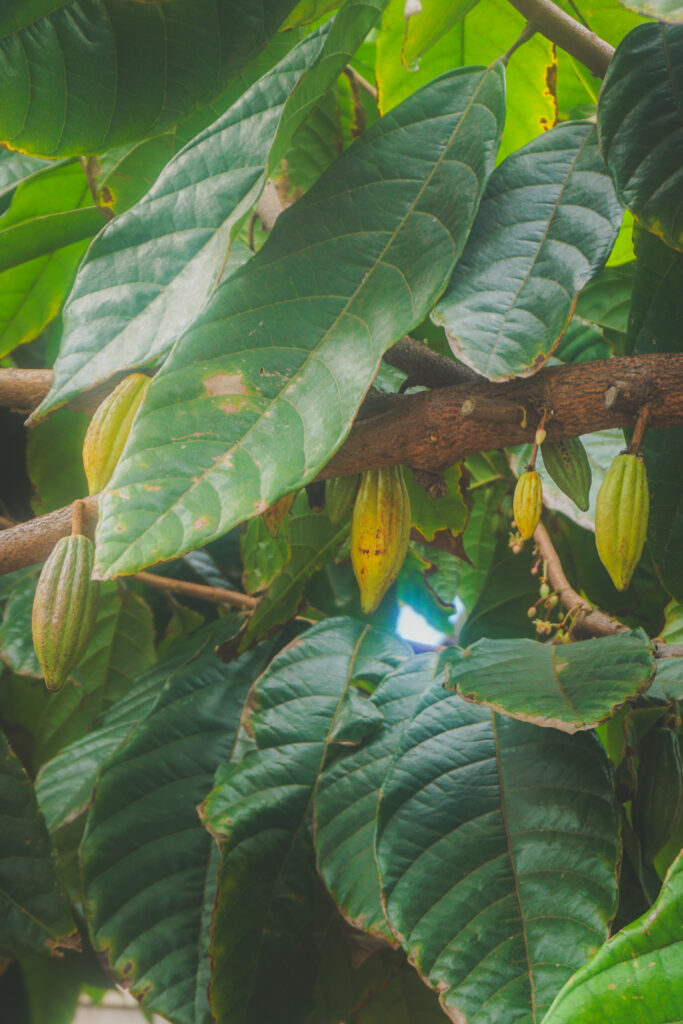 Cacao Beans