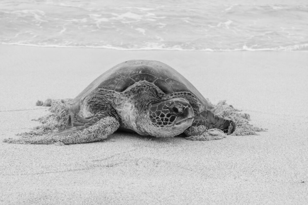 Green Sea Turtle