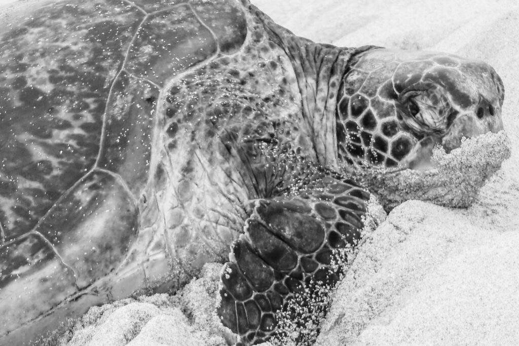 Green Sea Turtle