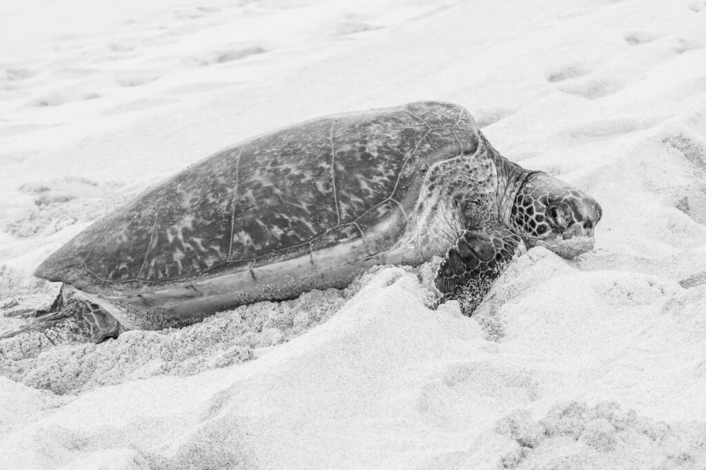 Green Sea Turtle