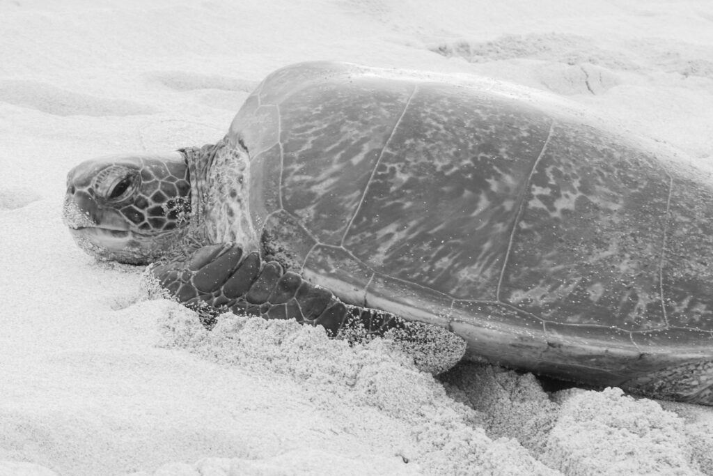 Green Sea Turtle
