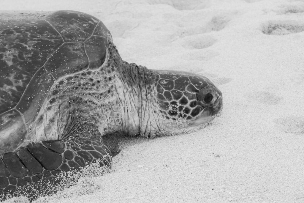 Green Sea Turtle