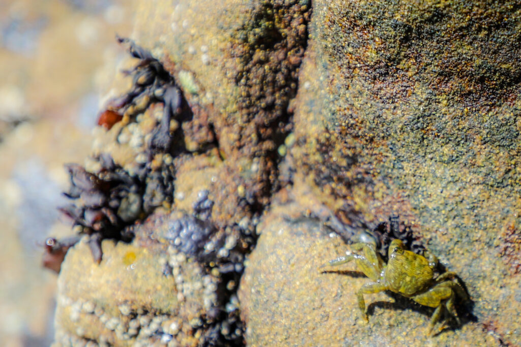 Striped Shore Crab II