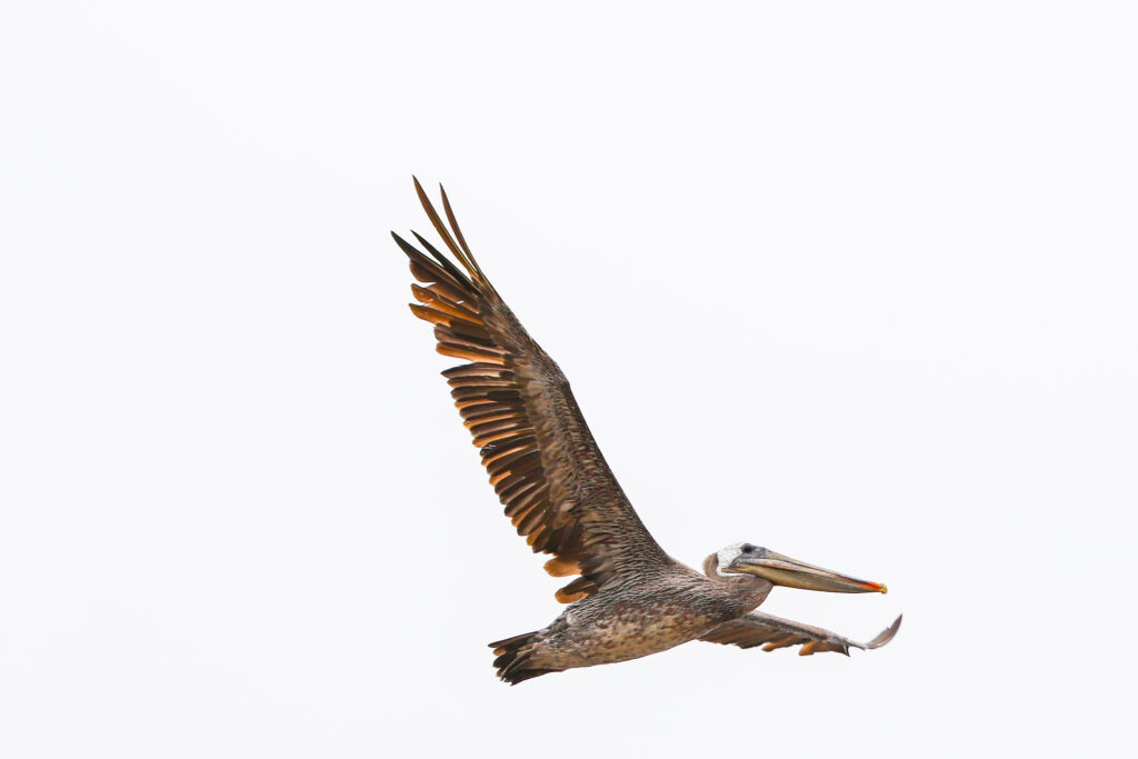 Brown Pelican