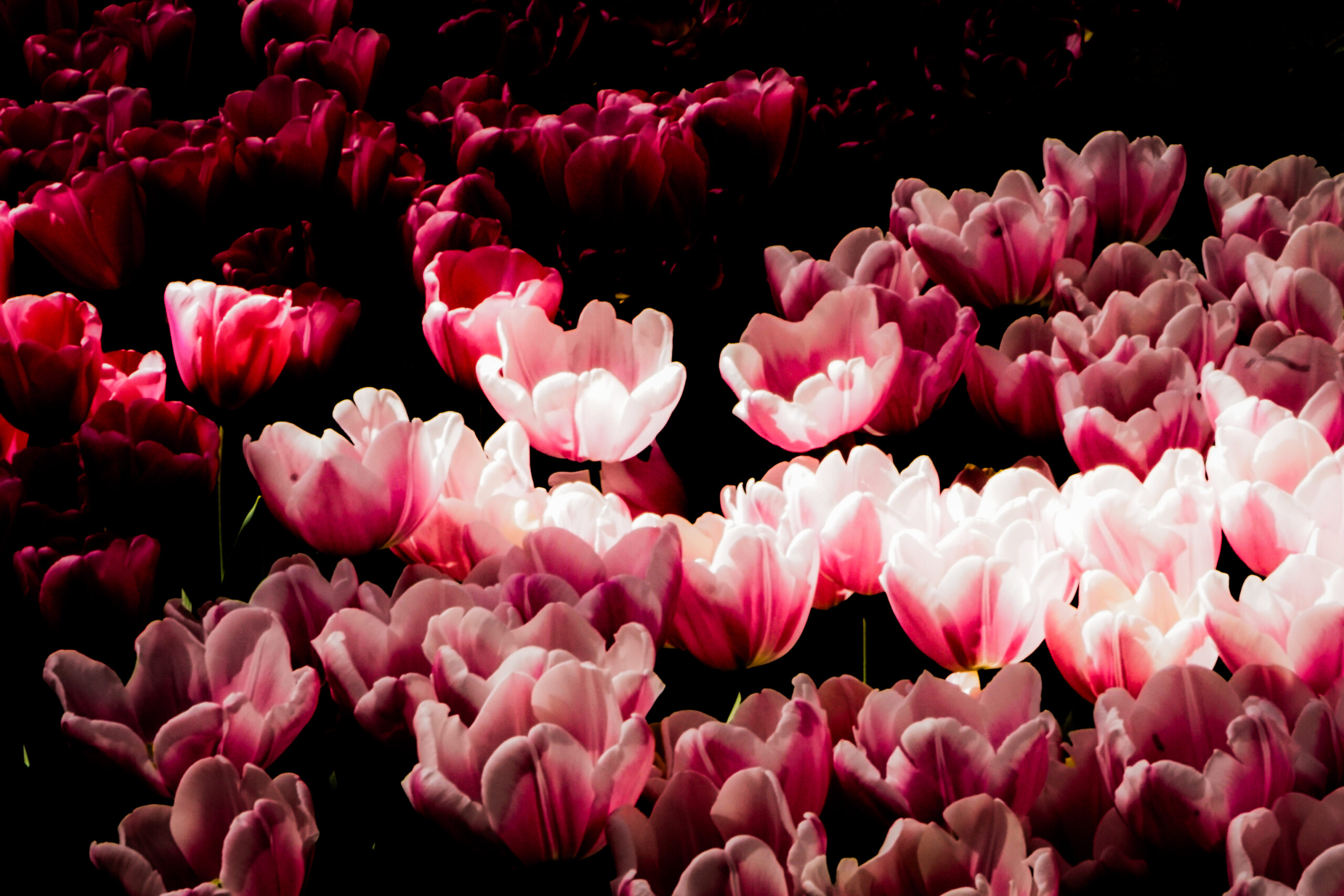 Single Tulips I
