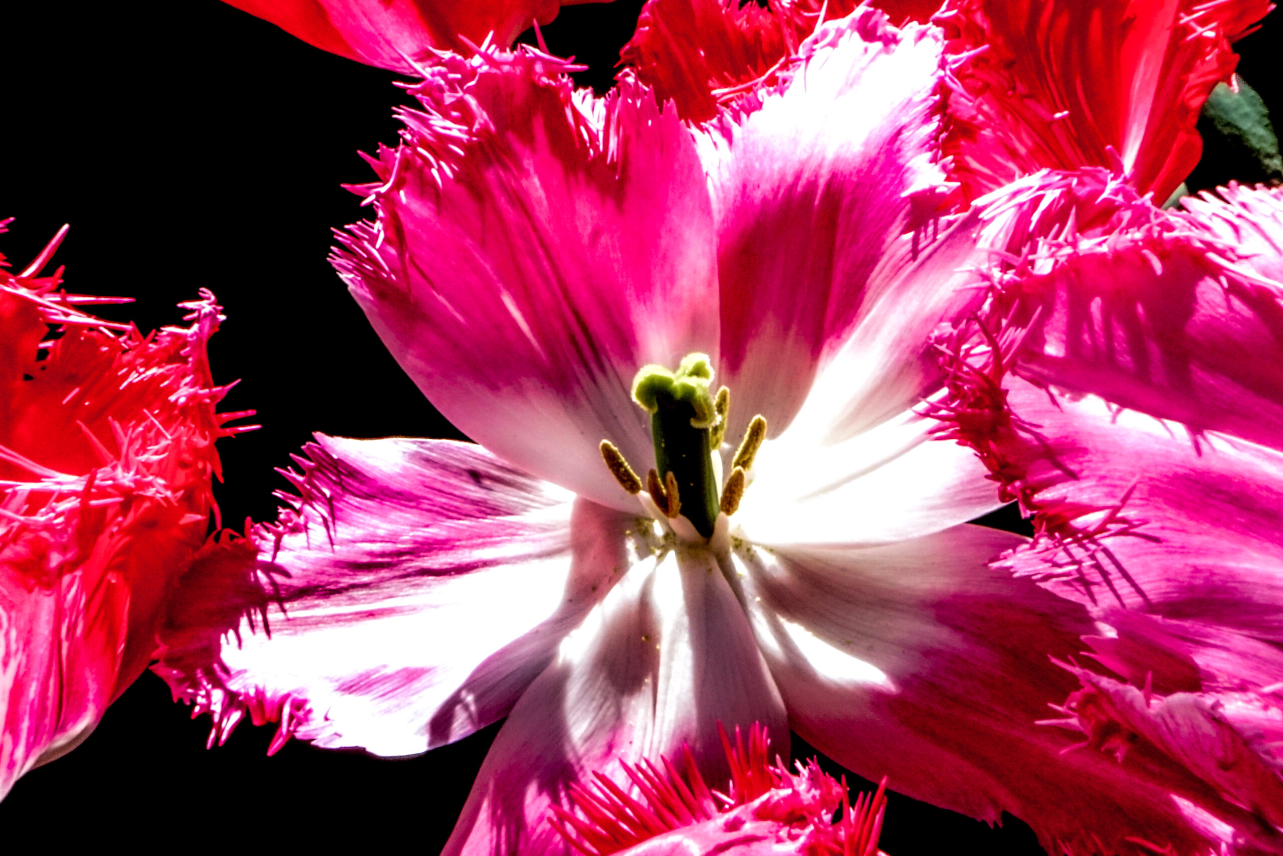 Fringed Tulip I