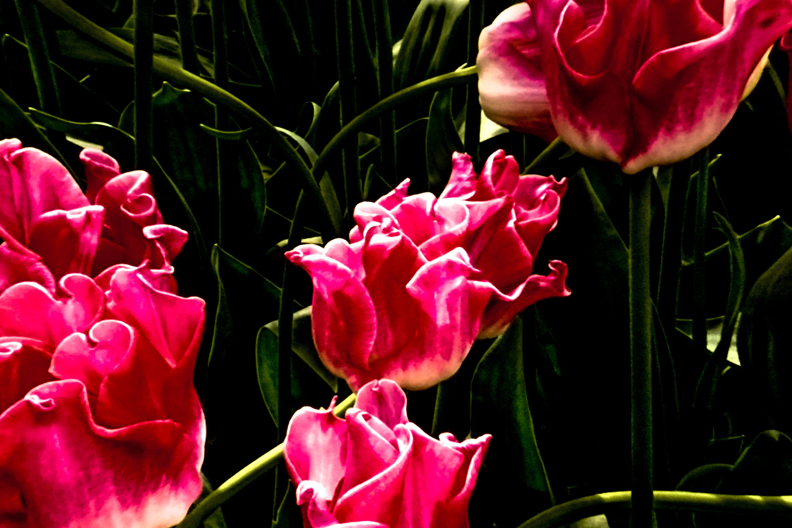 Parrot Tulips in Pink