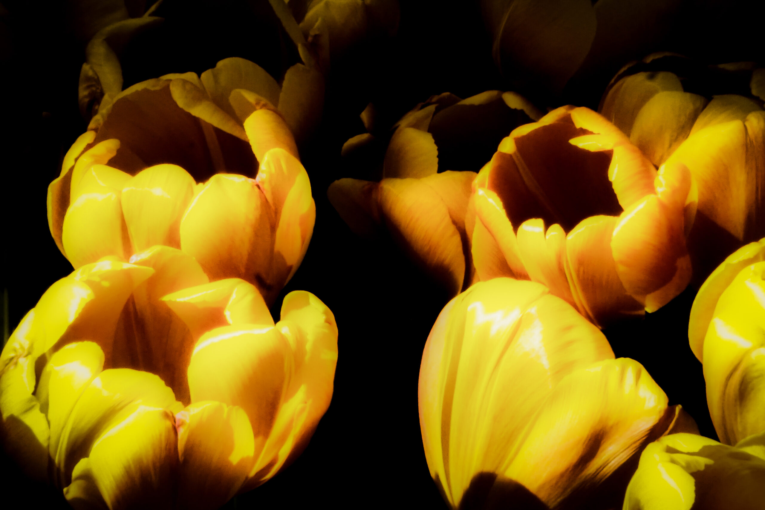 Double Tulips in Yellow II