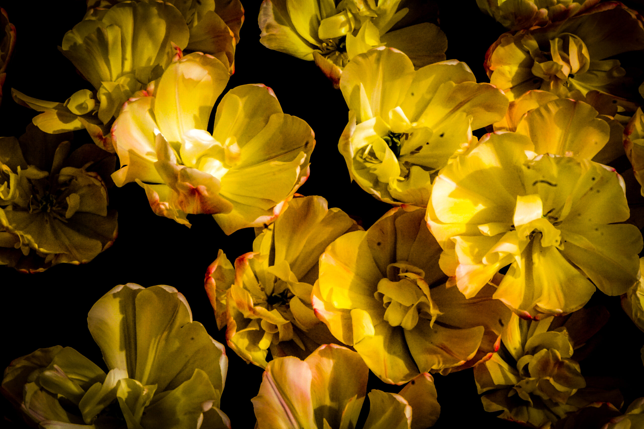 Double Tulips in Yellow