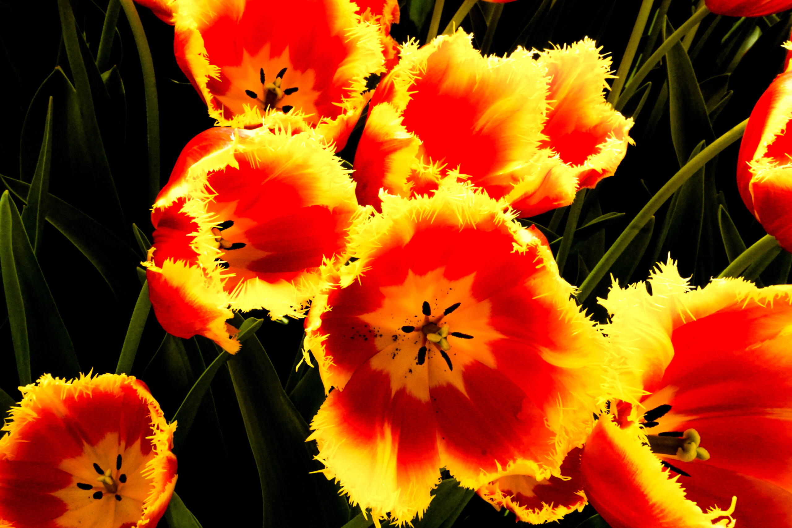 Fringed Tulips in Orange