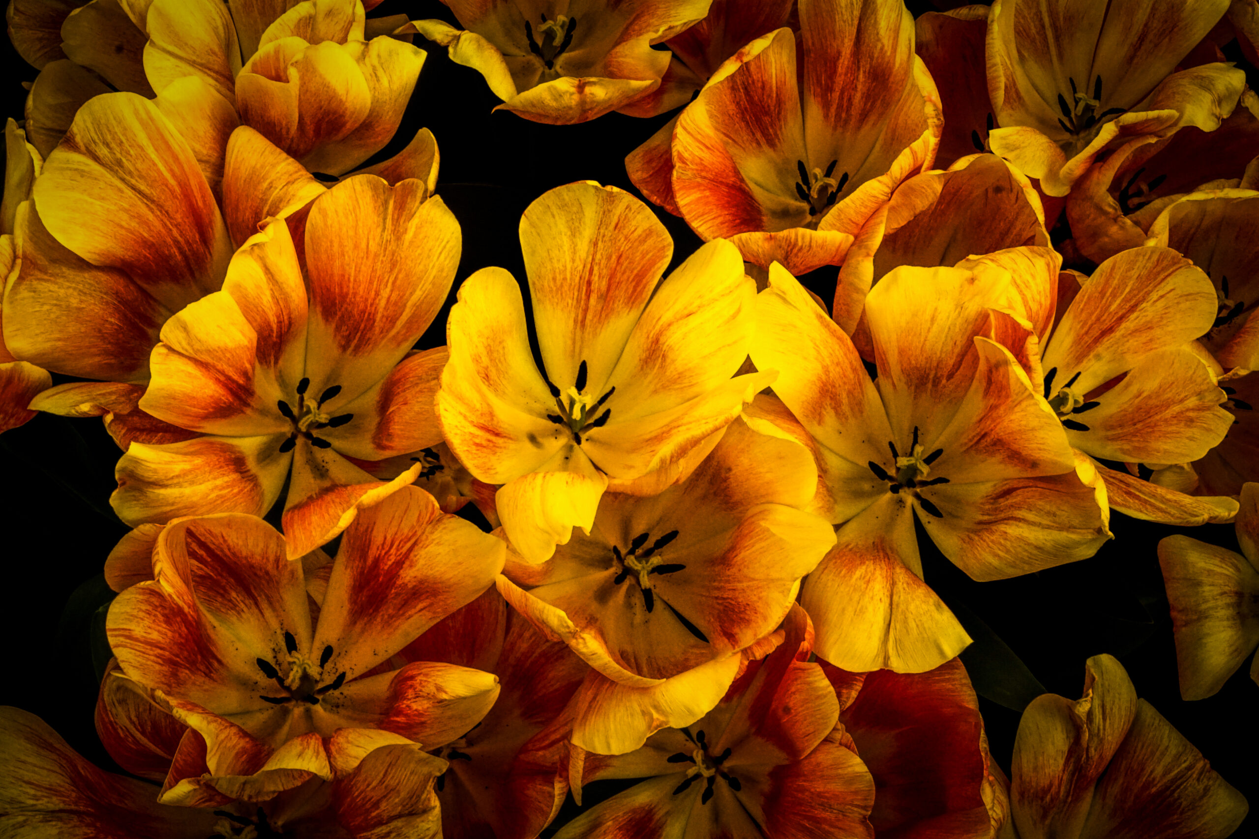 Single Tulips in Yellow