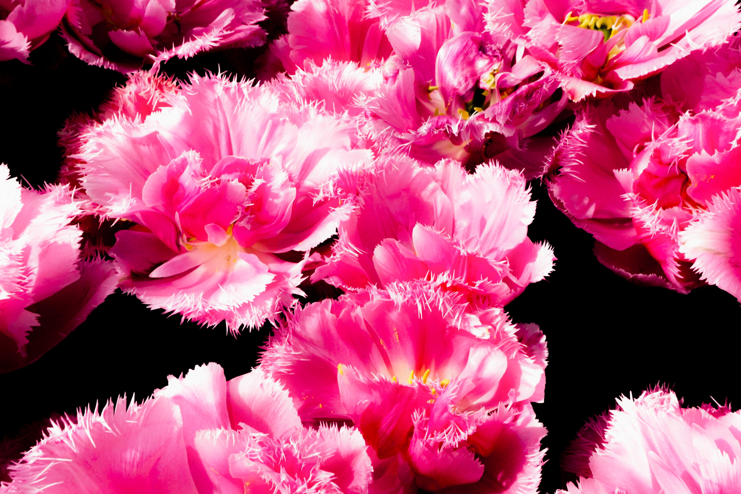 Fringed Tulips in Pink