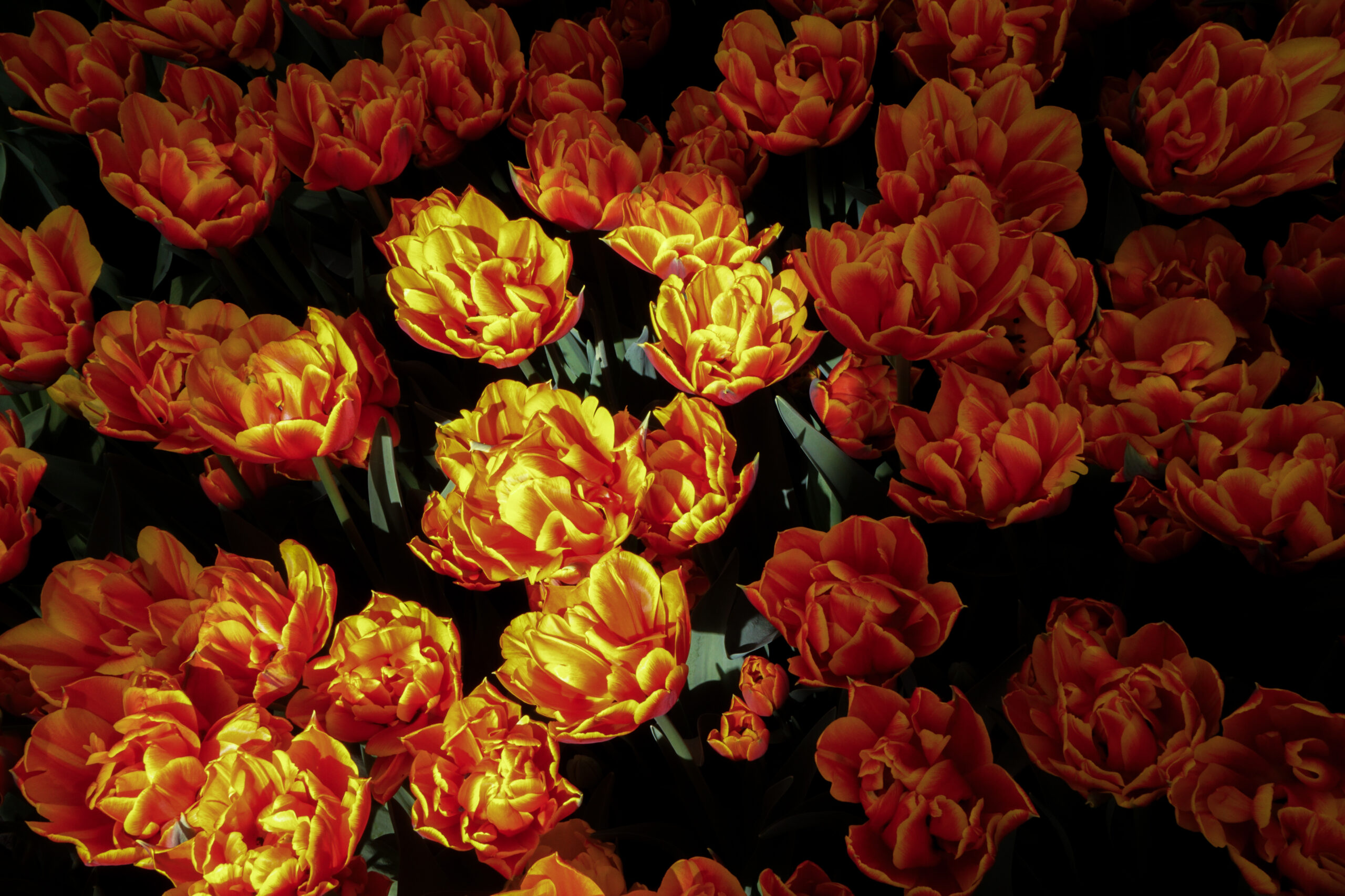 Double Tulips in Orange