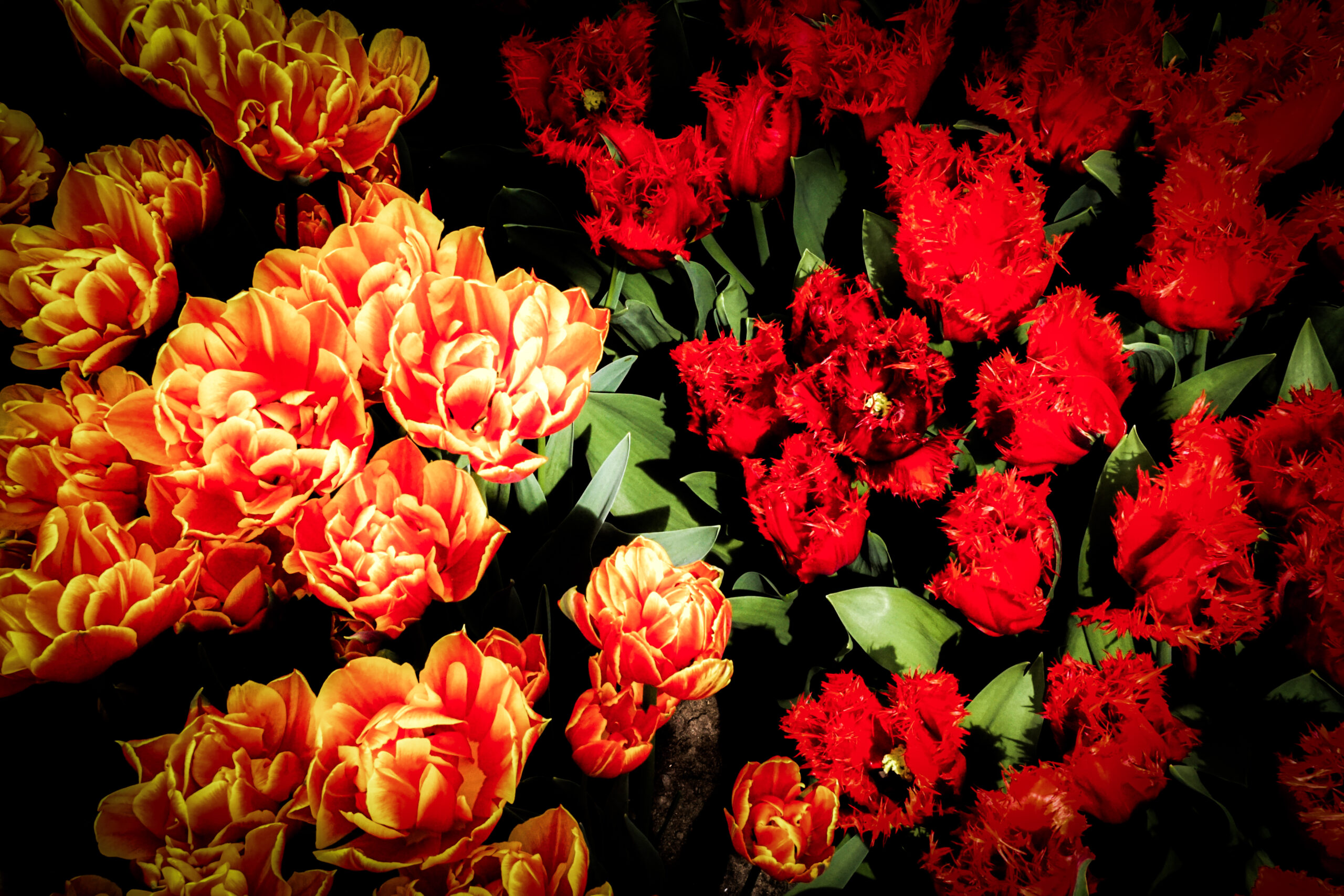 Orange Double Tulips and Red Fringed Tulips