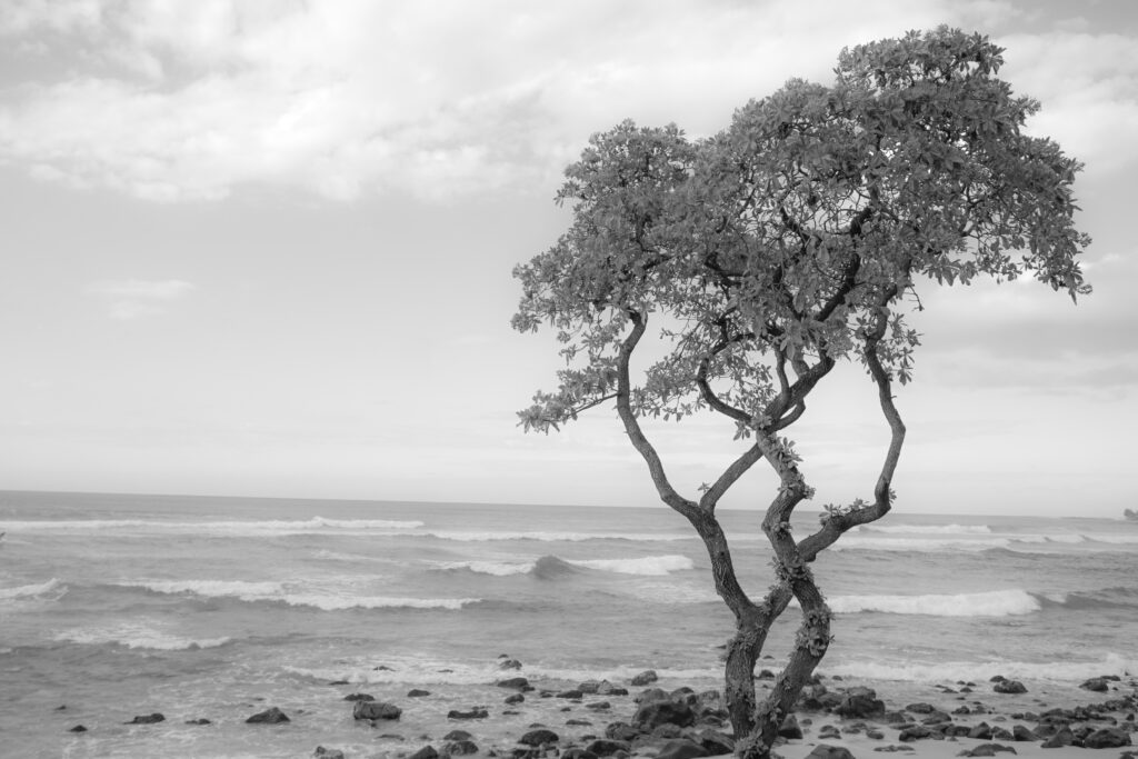 Plumeria Tree