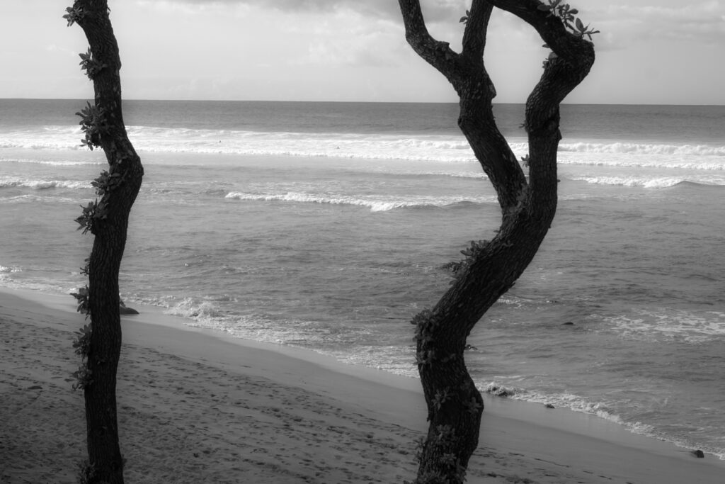 Plumeria Trees and Waves