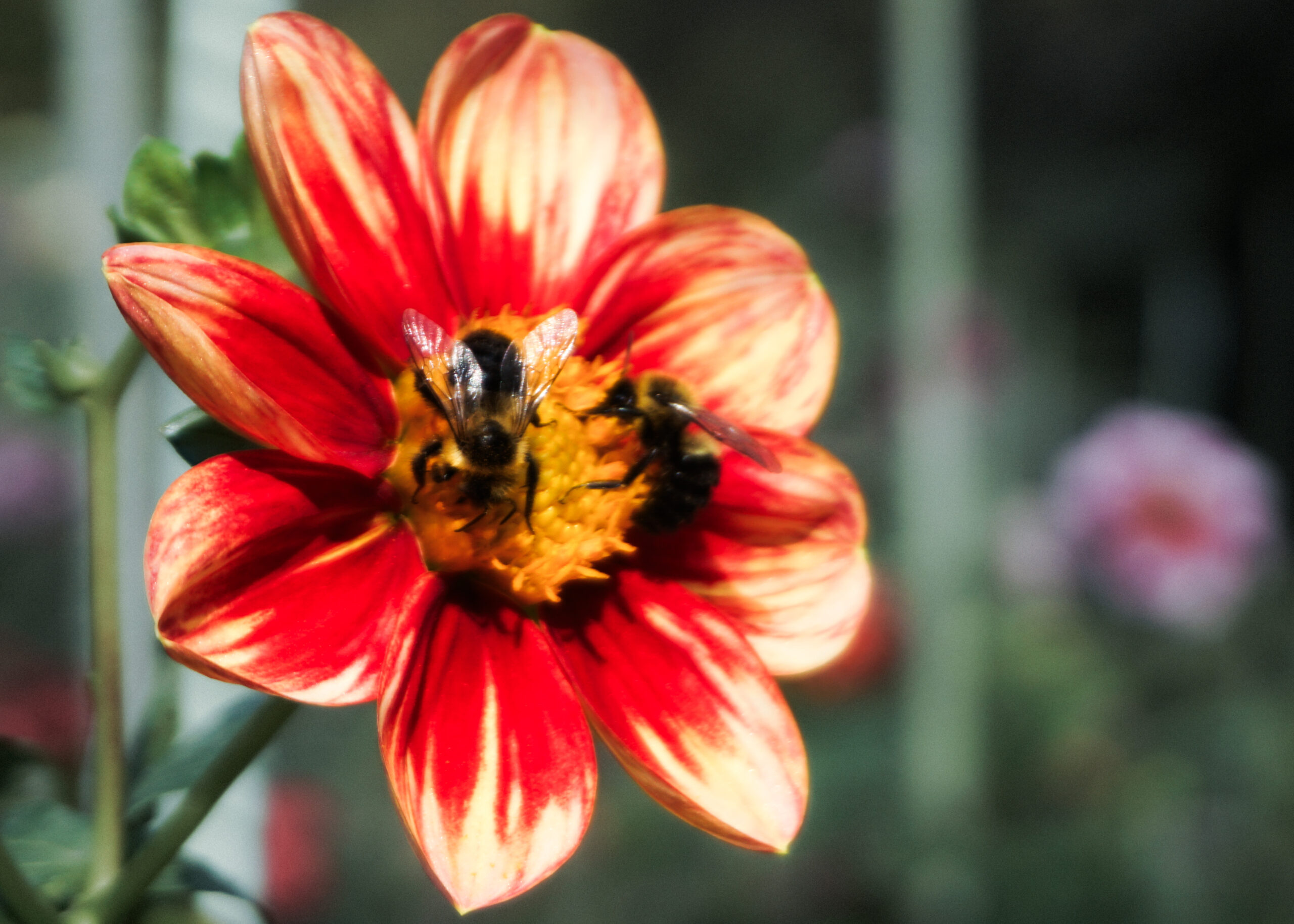 "Dahlias + Bumblebees"
