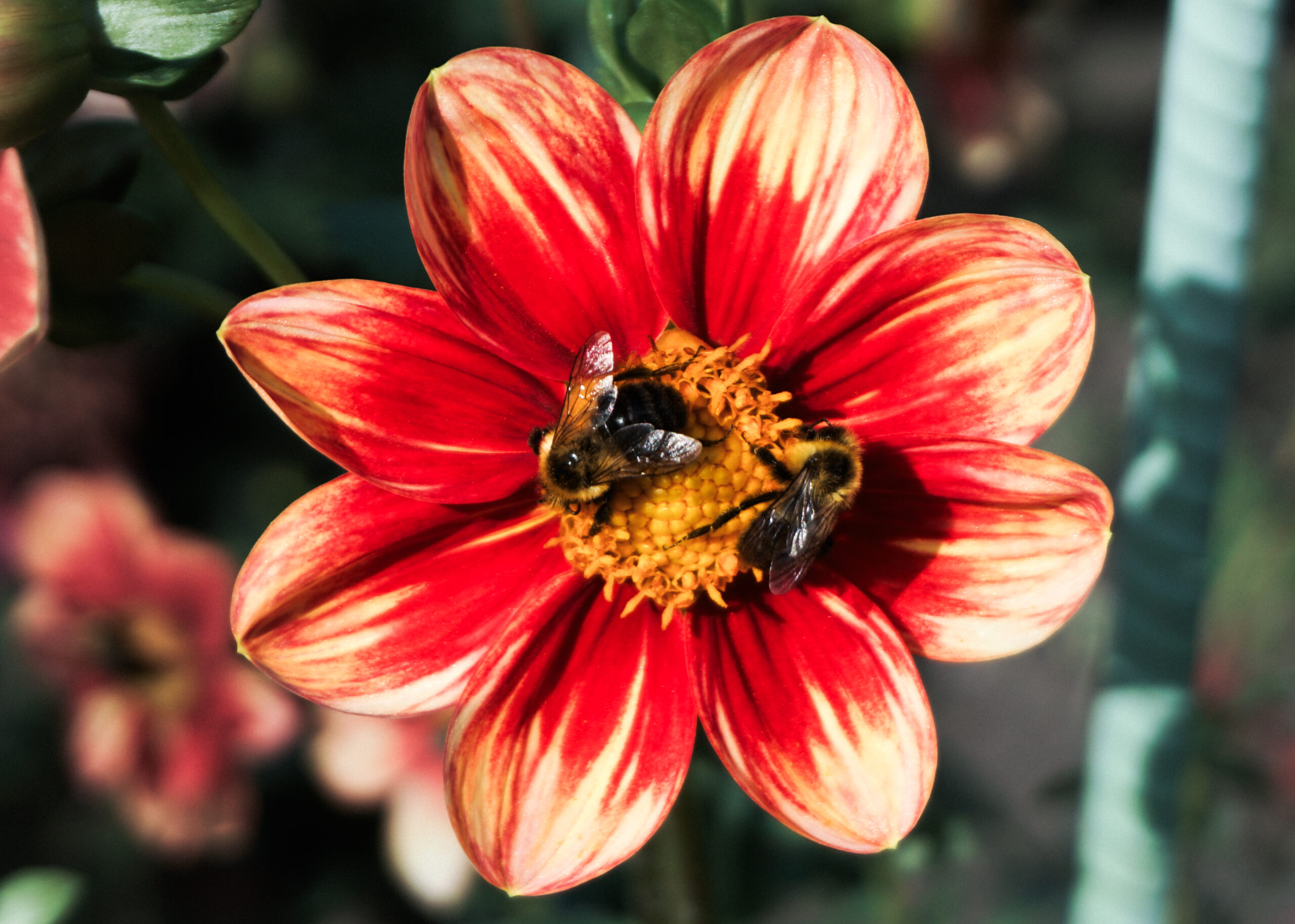 Dahlias Bumblebees 2025-2