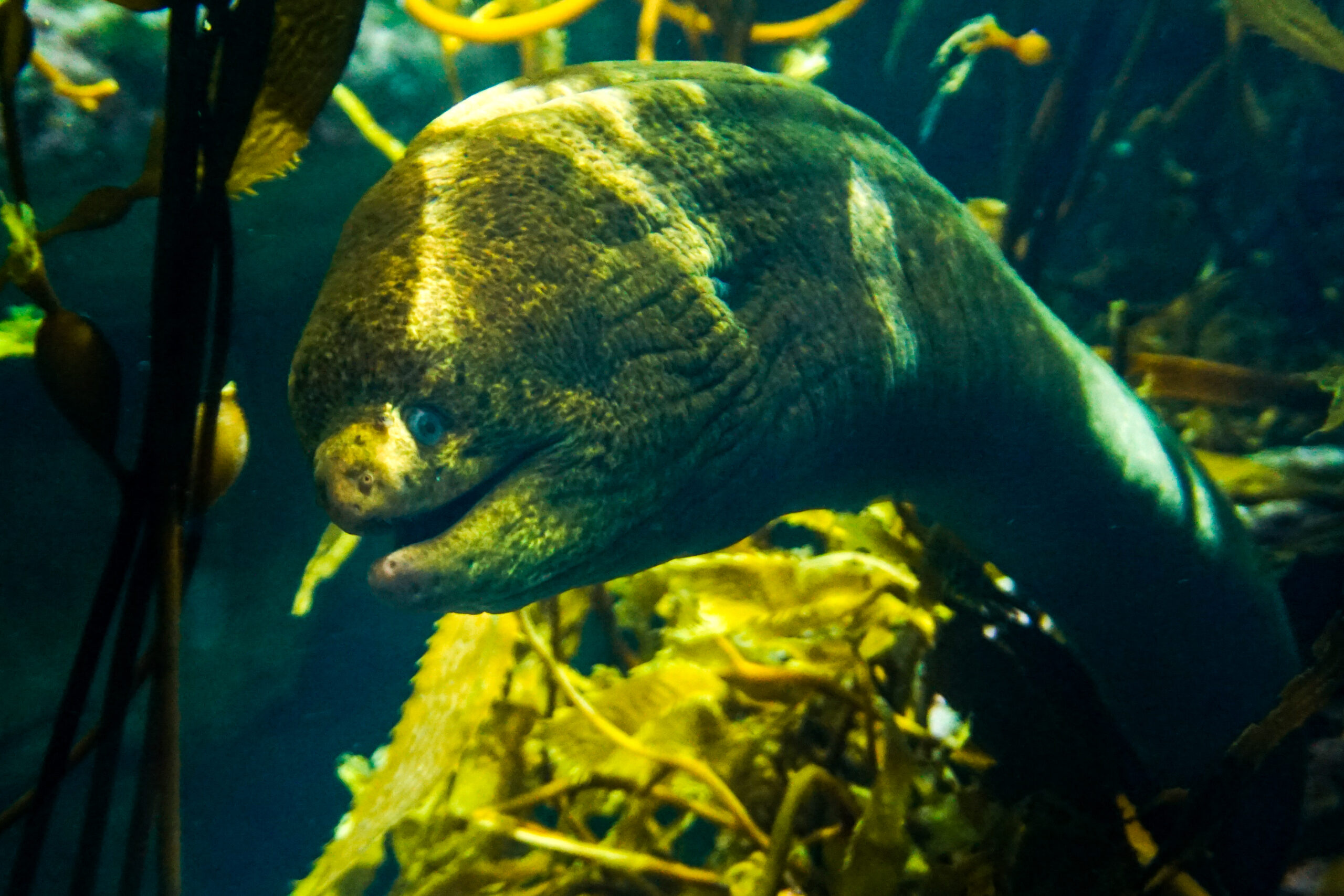 Underwater Photography Color-3