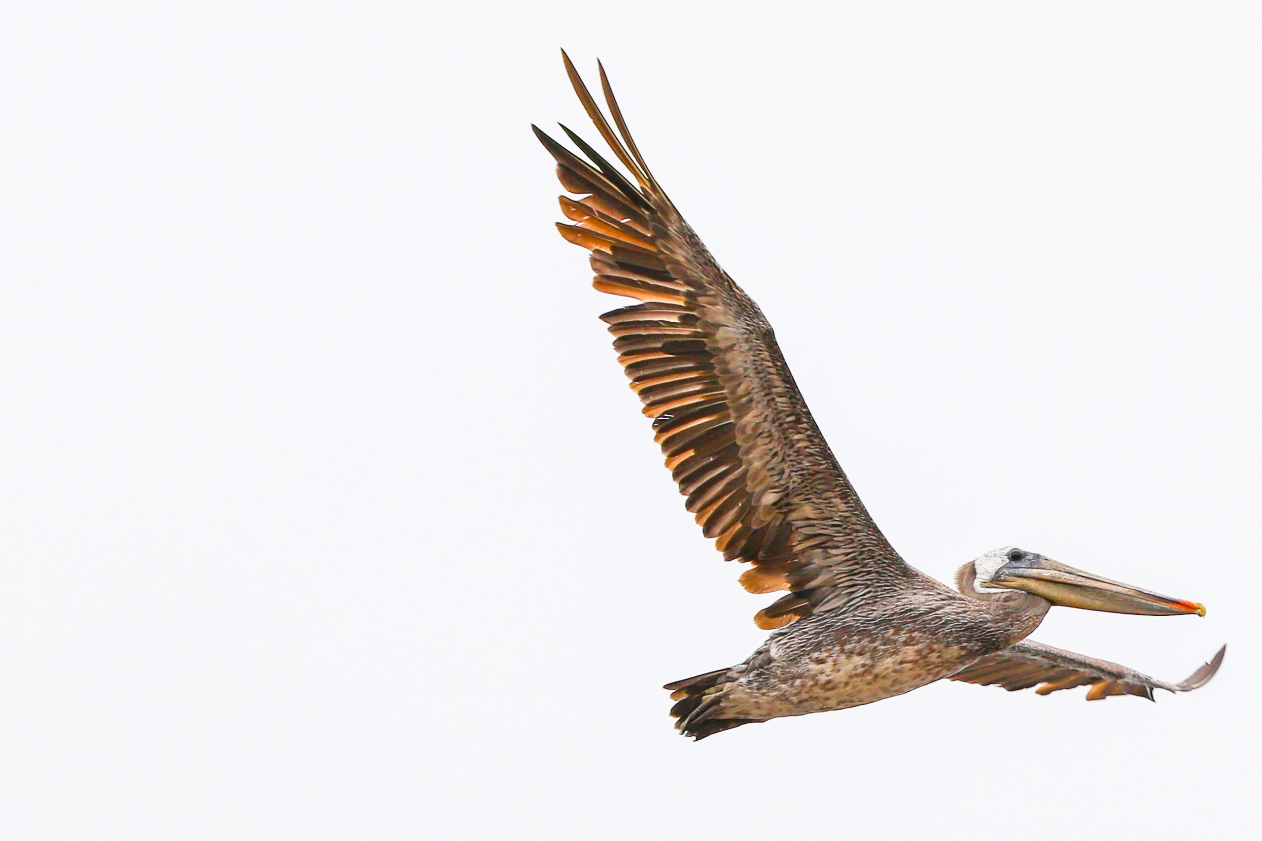 Wildlife Photography Color-2