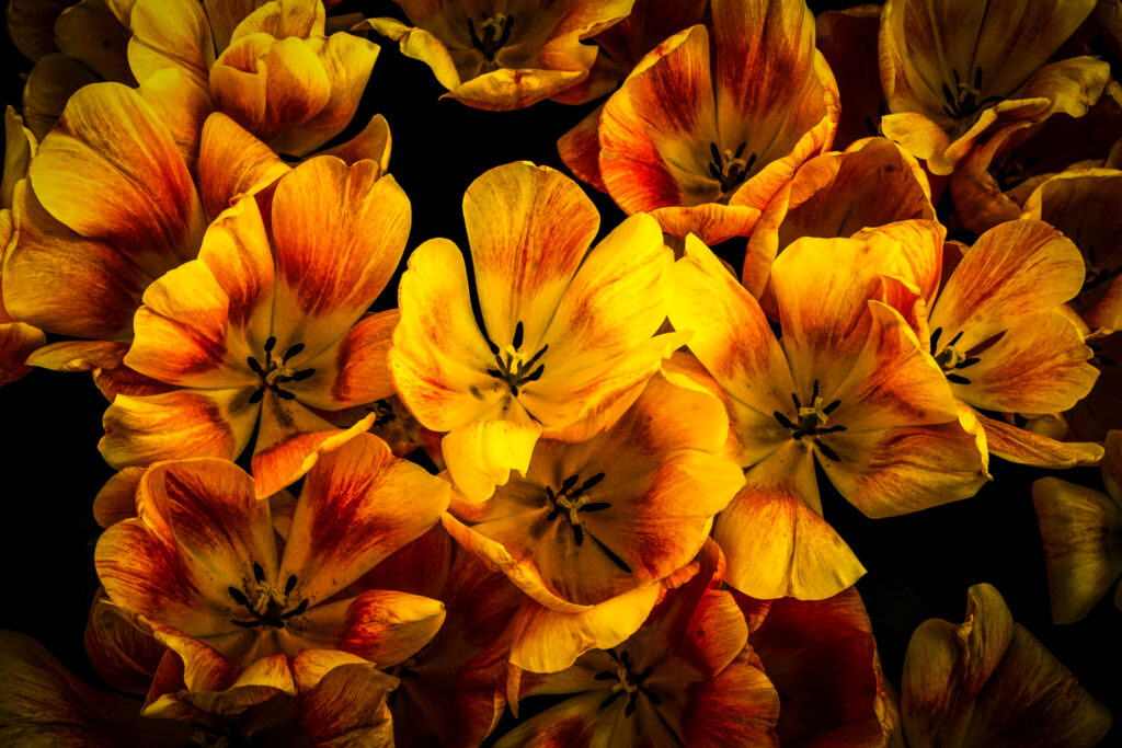 Yellow Tulips