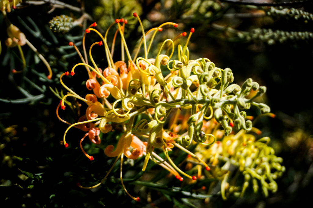 Grevillea