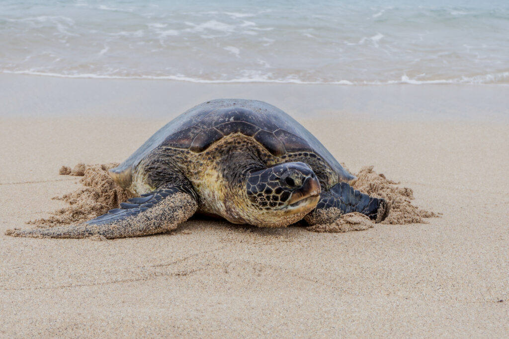 Green Sea Turtle