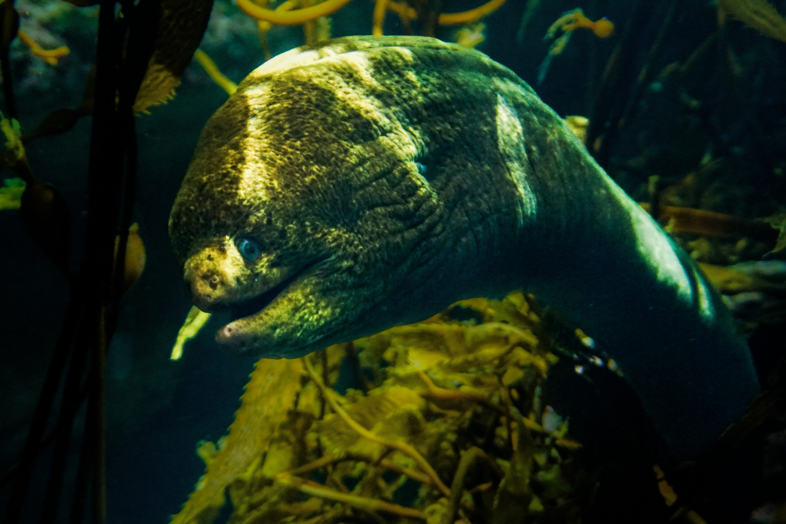 Moray Eel