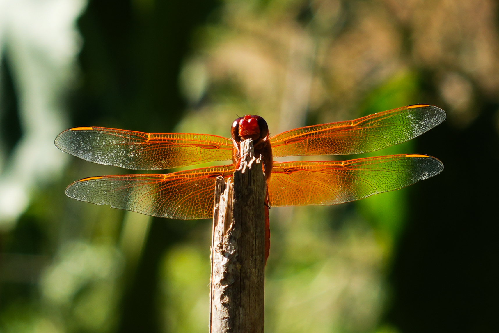 Dragonfly June 2026-2