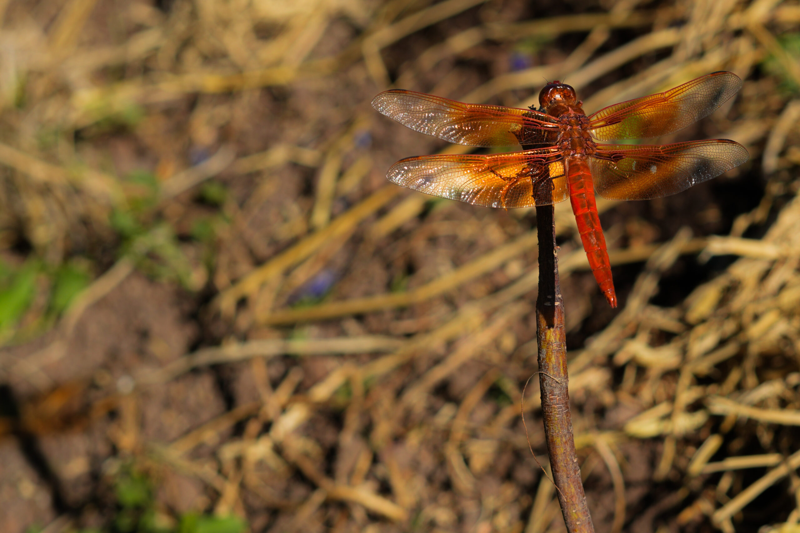 Dragonfly June 2026-3