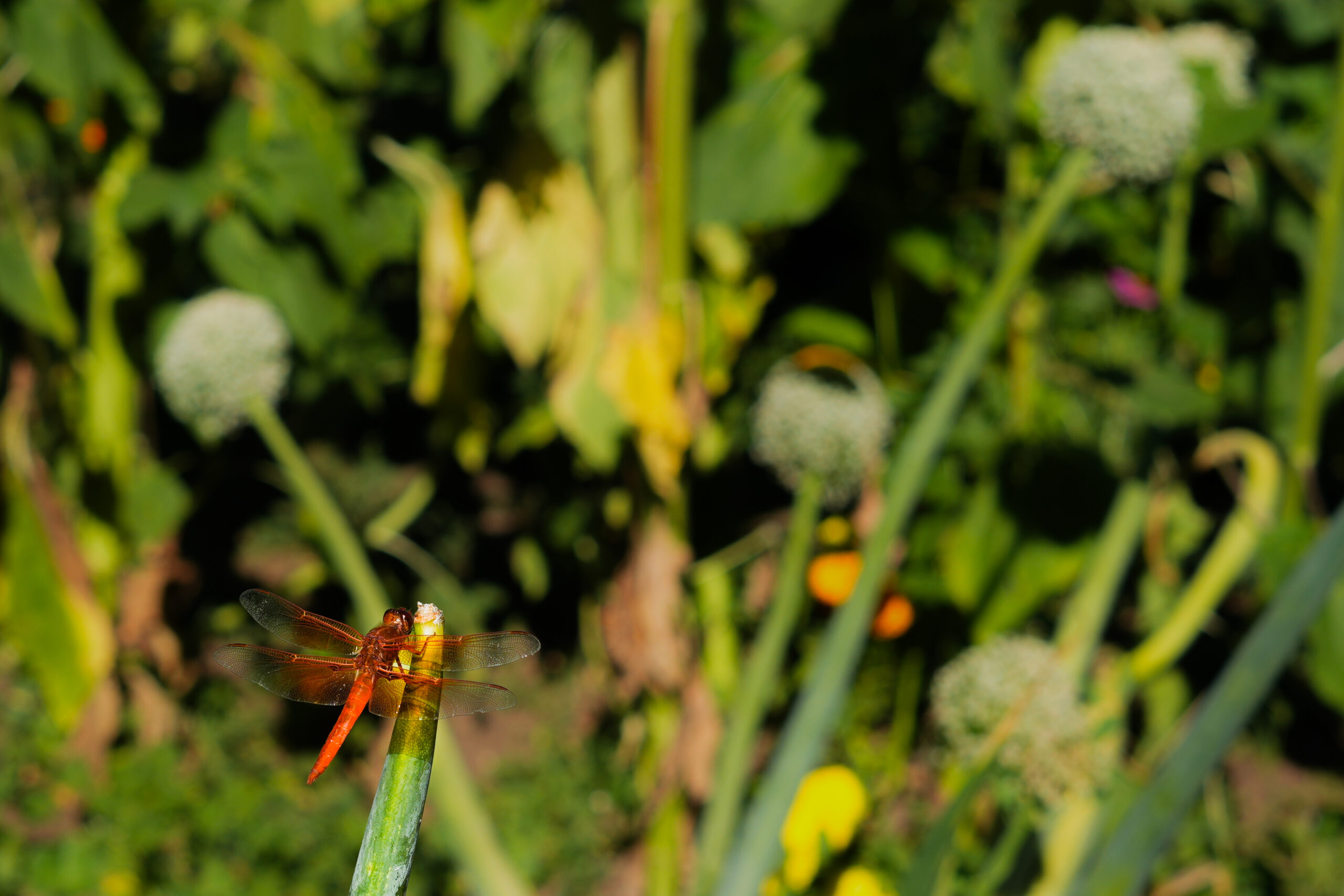Dragonfly June 2026-4