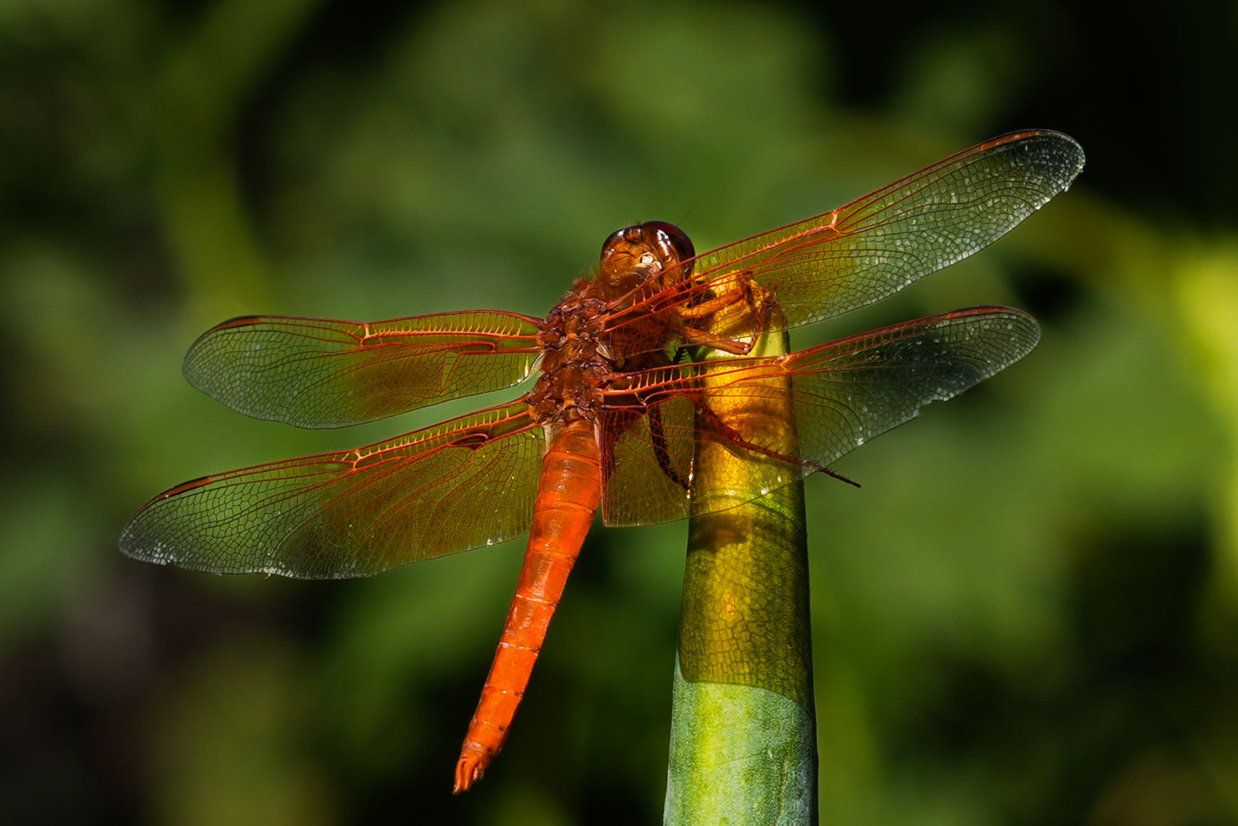 Dragonfly June 2026-5