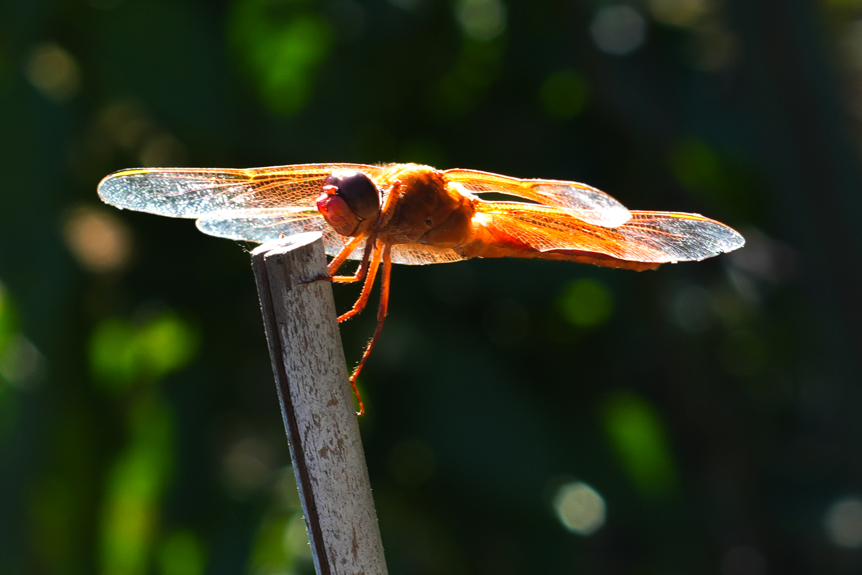 Dragonfly June 2026-6