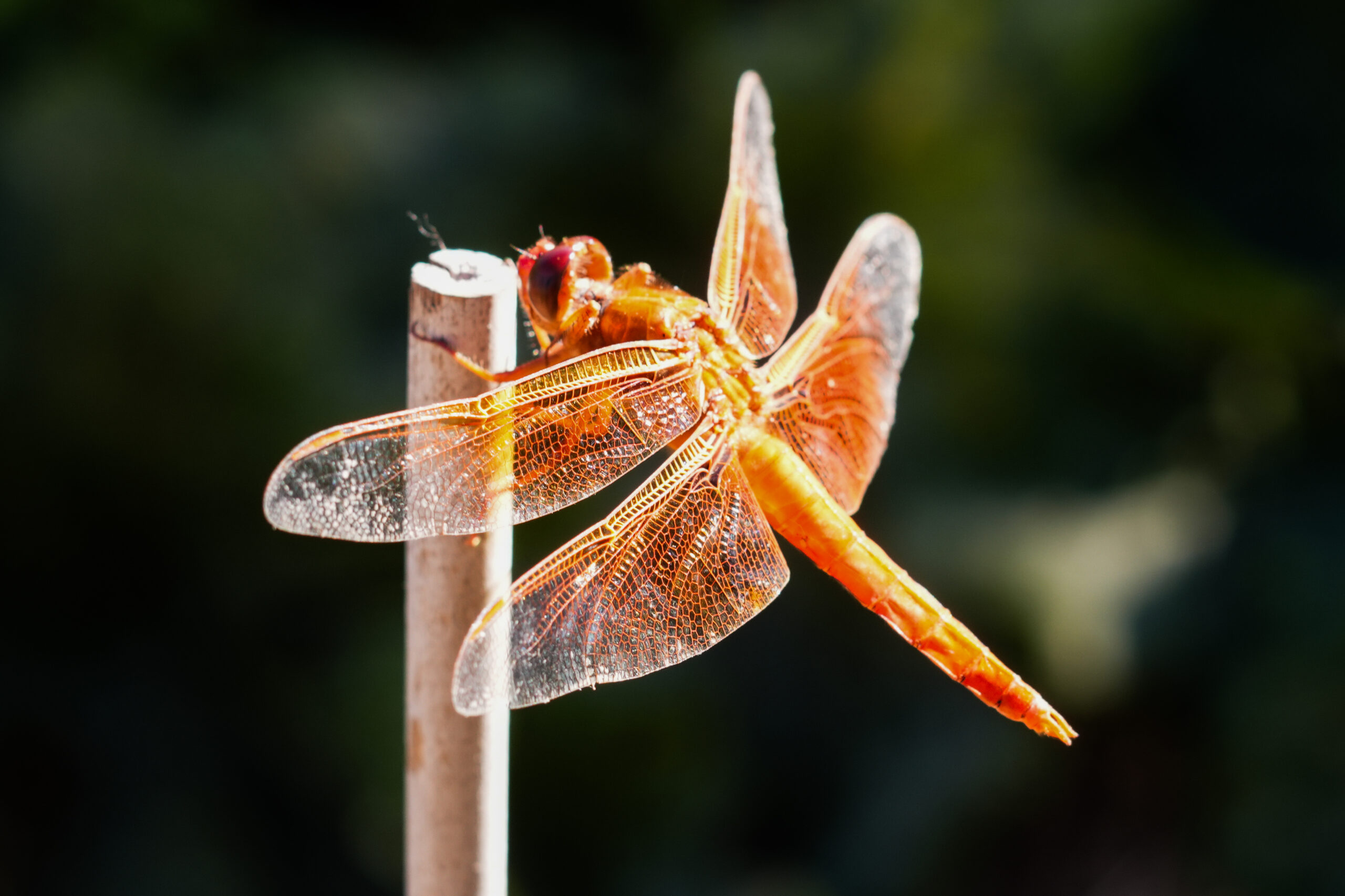 Dragonfly June 2026-7