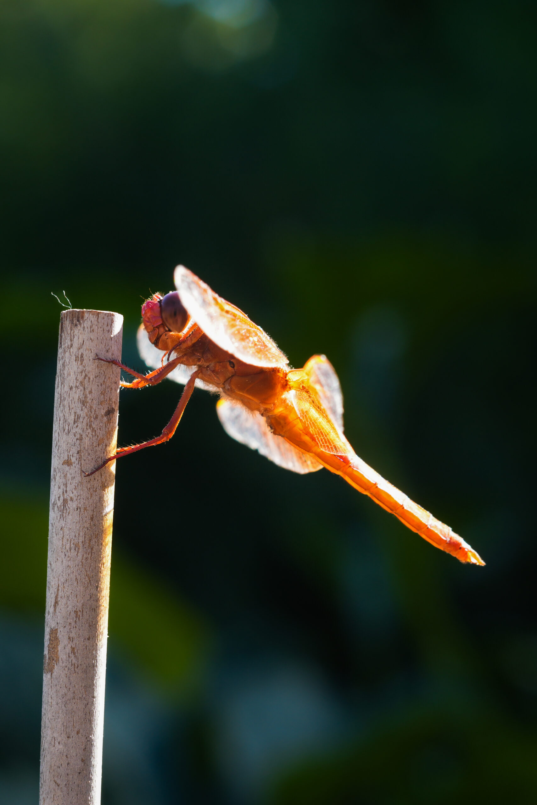 Flameskimmer Dragonfly V.