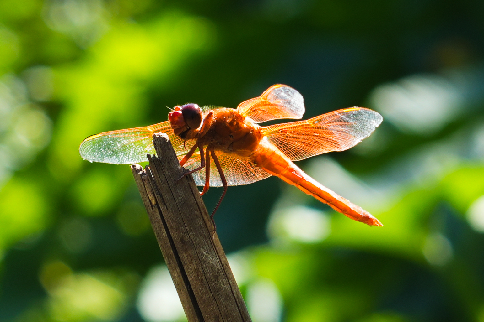 Dragonfly