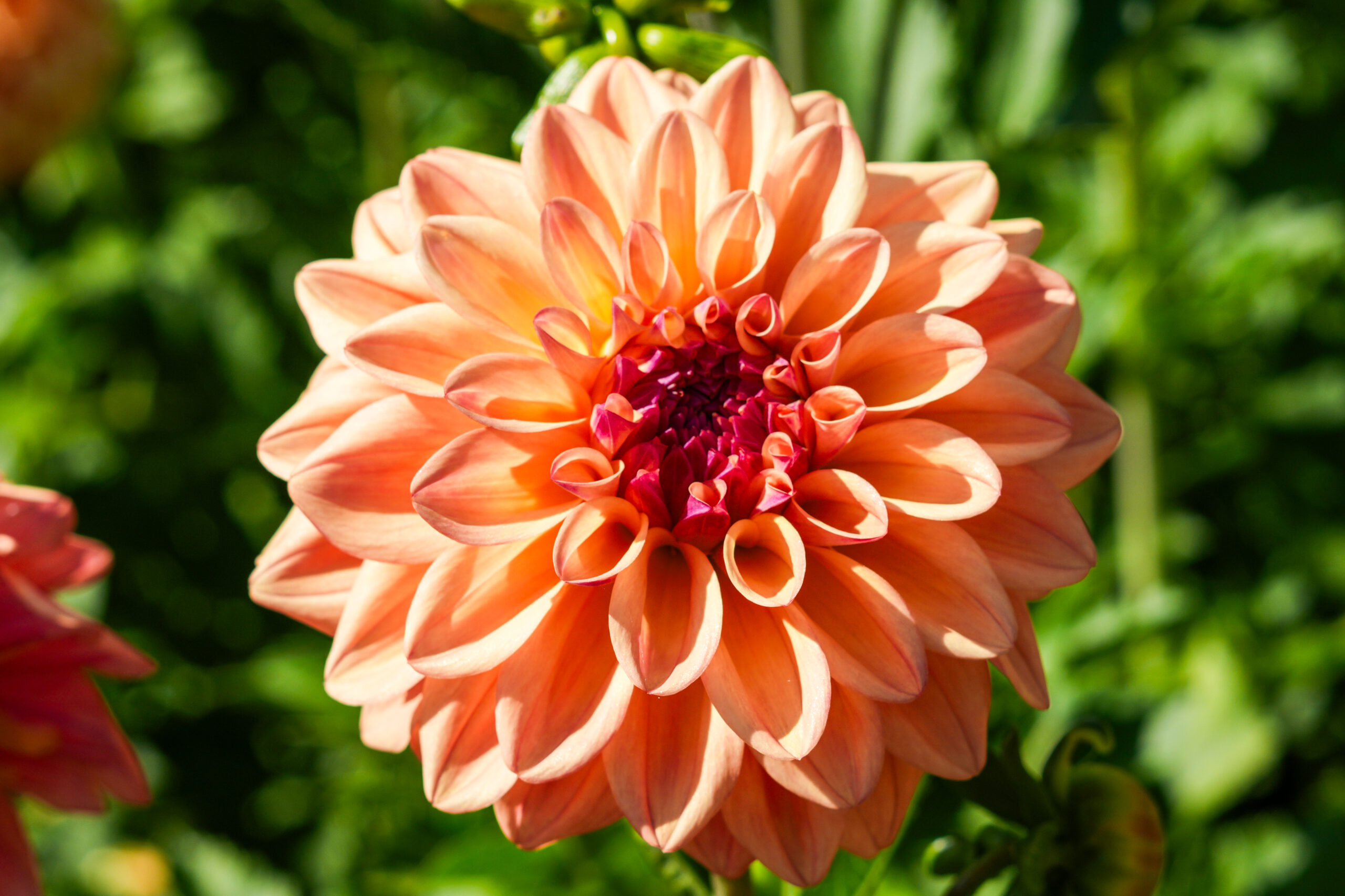Dahlia