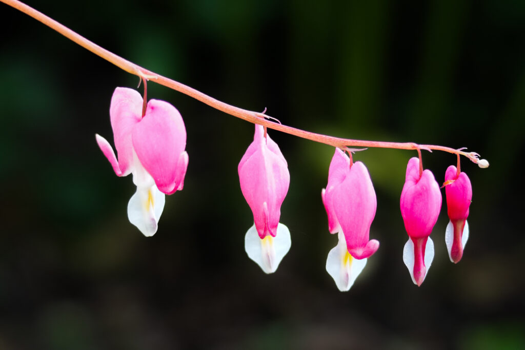 Branch of Bleeding Hearts