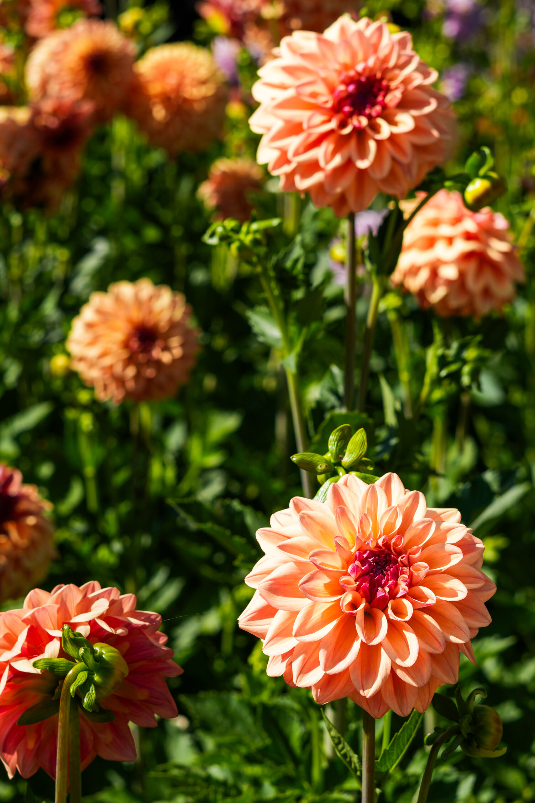 Dahlias I.