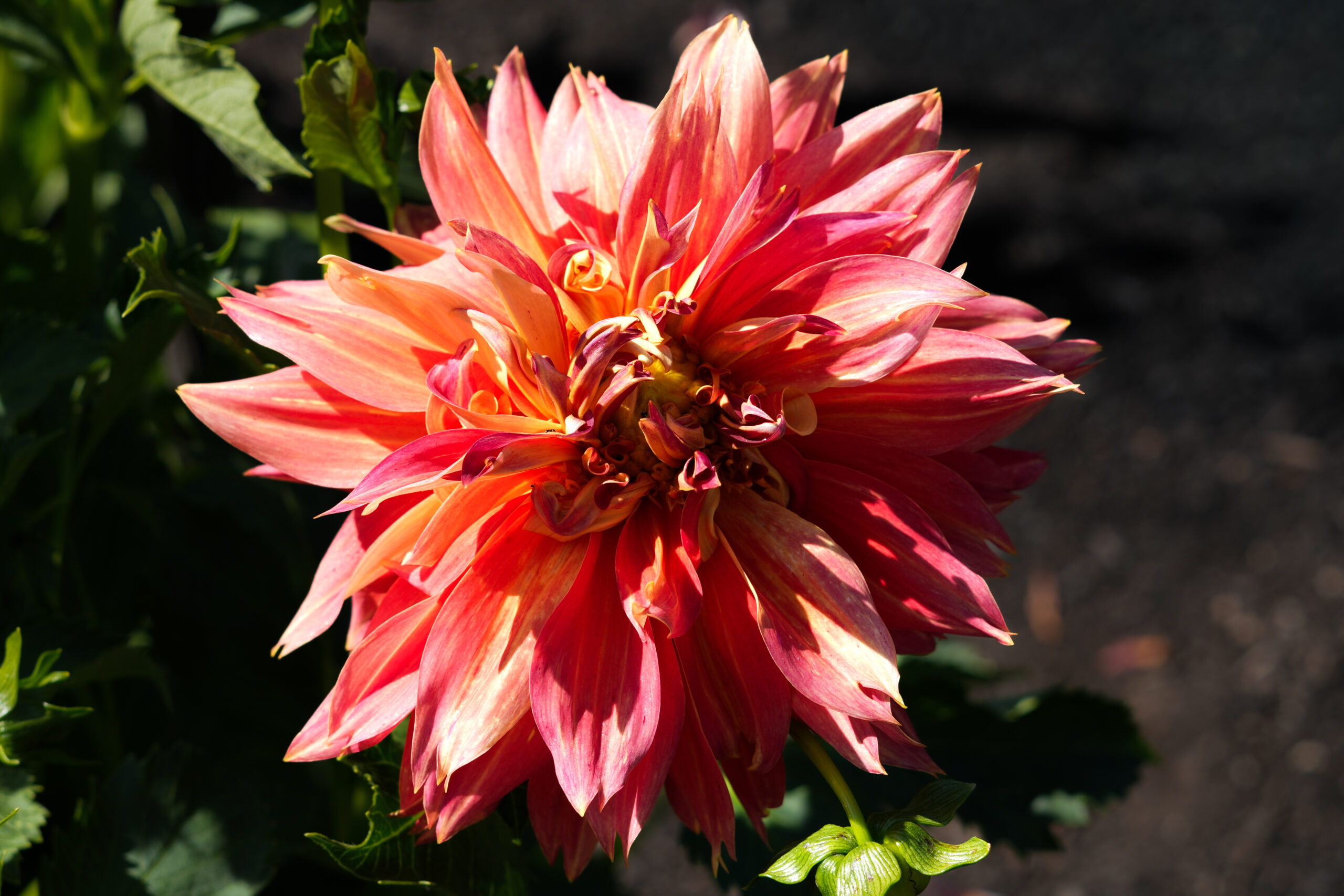 Labyrinth Dahlia