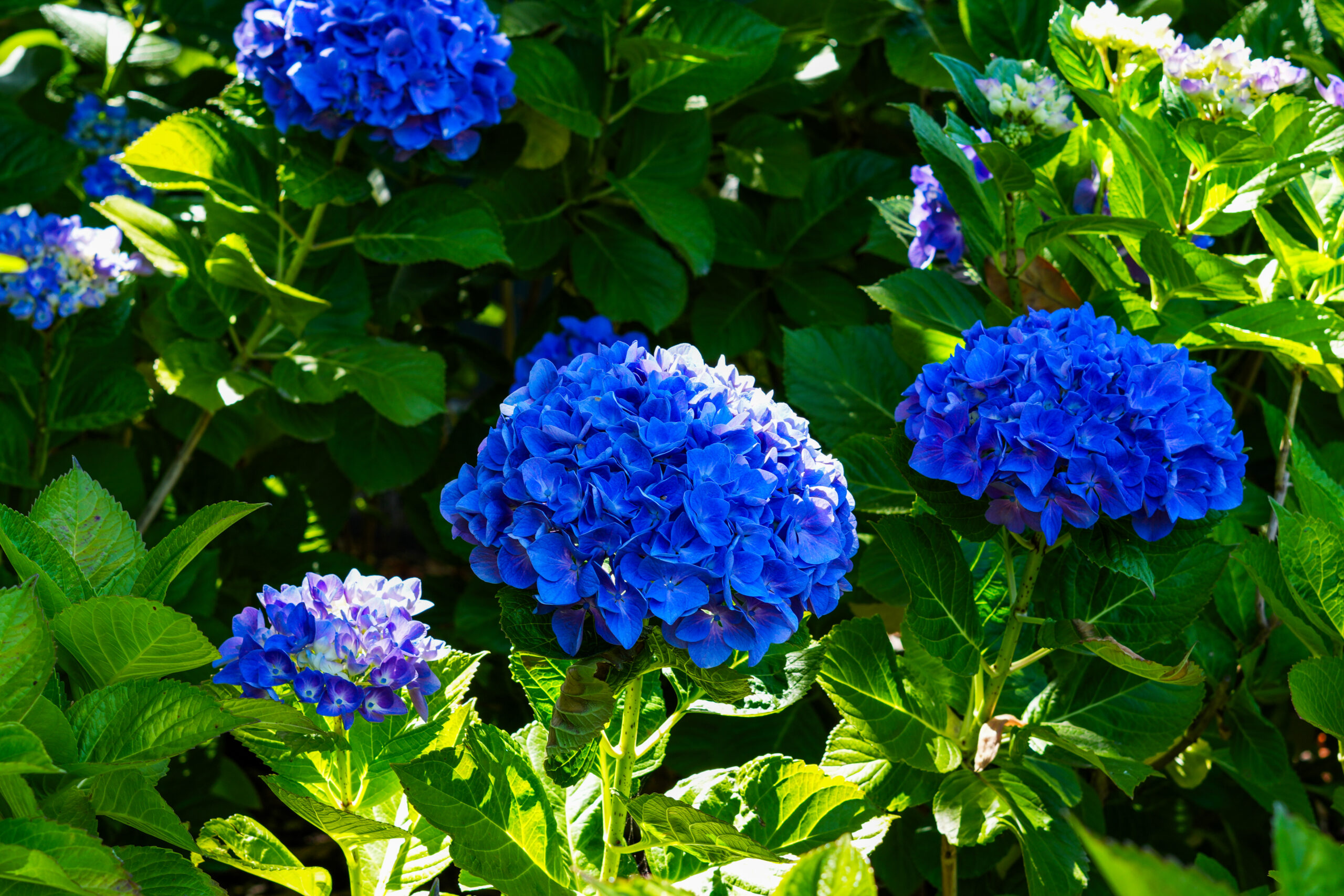 Blue Hydrangeas