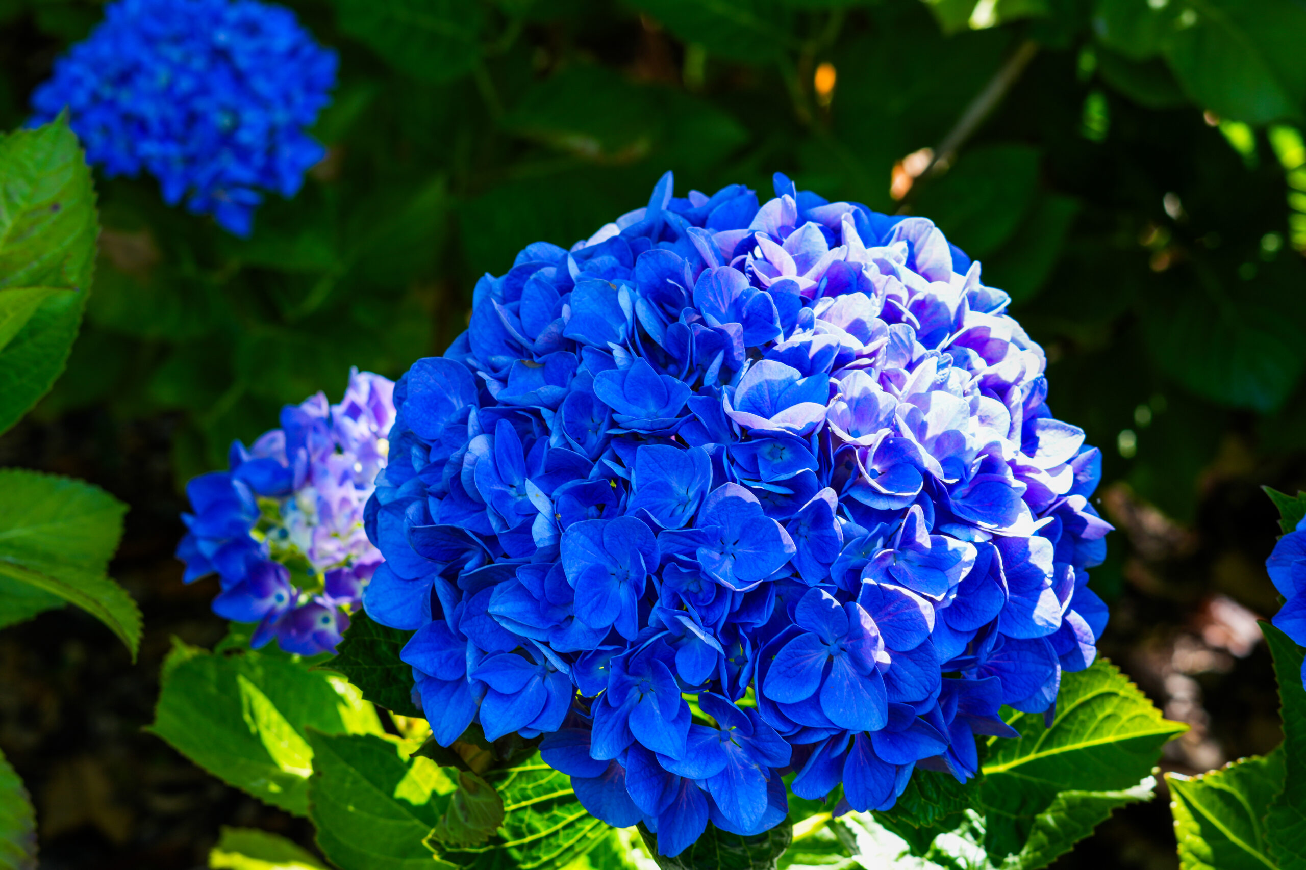 Blue Hydrangea