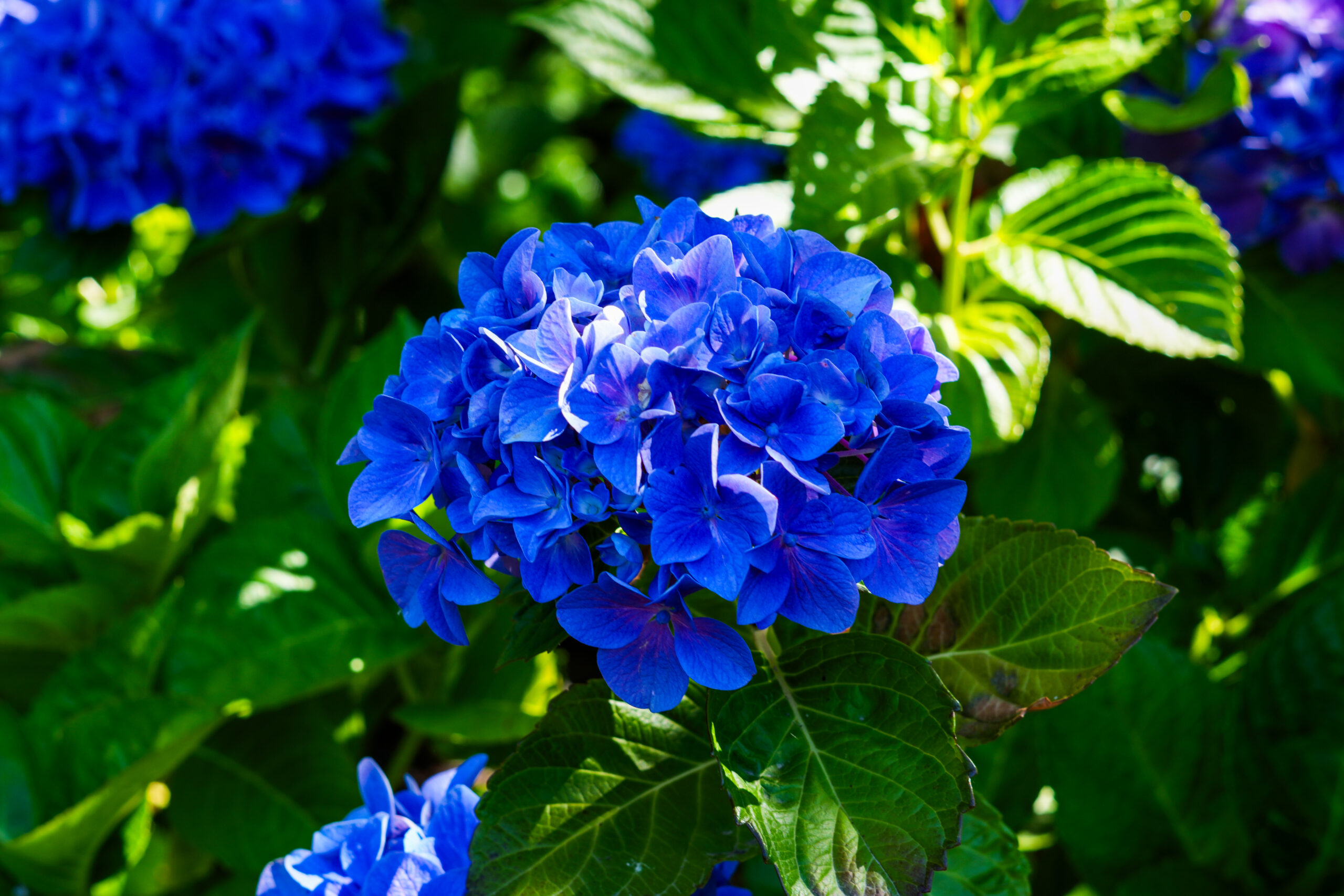 Blue Hydrangea II