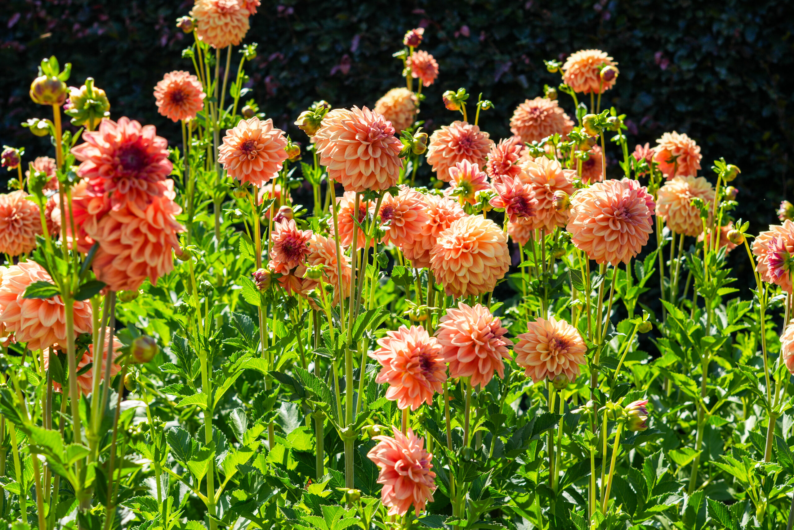 Dahlias II