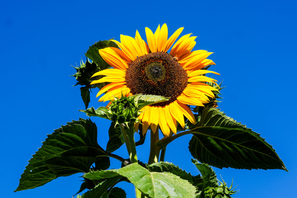 Tall Sunflower
