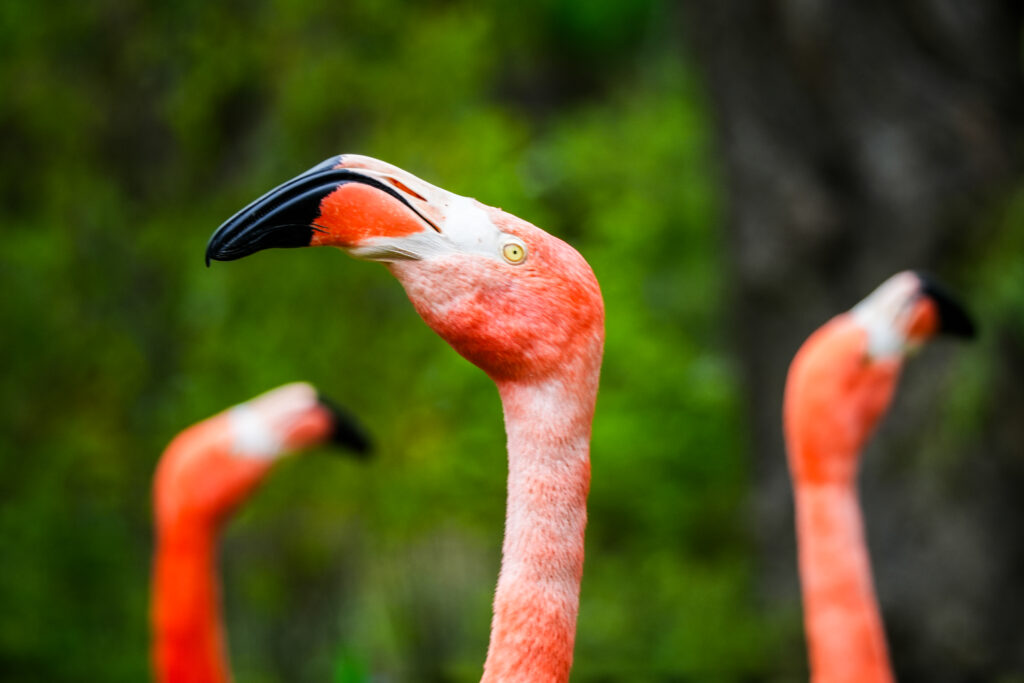 Pink Flamingos